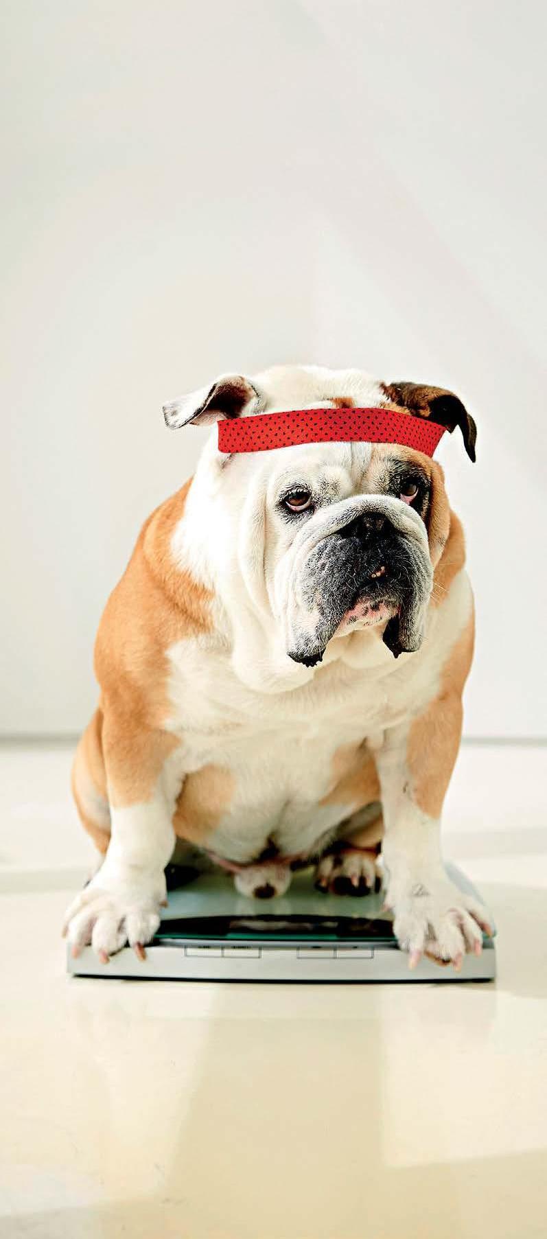 Is Your Pet Overweight?